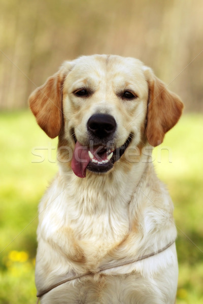 Boldog kutya arany közelkép néz kamera Stock fotó © goroshnikova