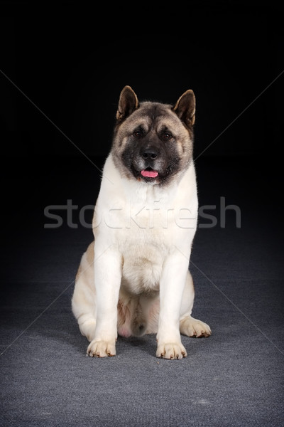 Grande sesión negro estudio perros Foto stock © goroshnikova