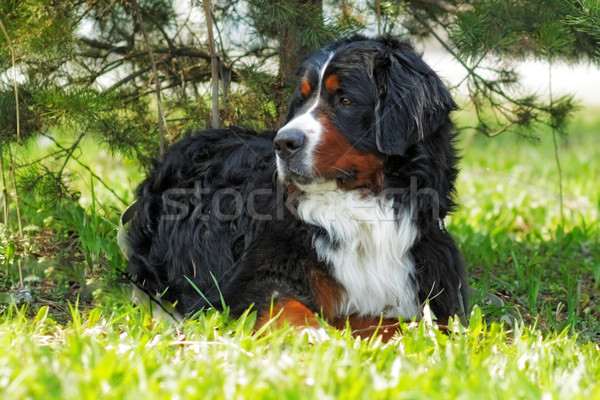 Bella bovaro del bernese estate riposo cane Foto d'archivio © goroshnikova