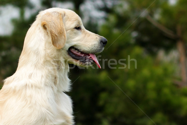 Stock photo: The puppy Golden Retriever