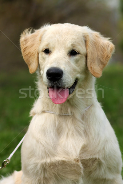 Kutyakölyök golden retriever boldog arany portré vicces Stock fotó © goroshnikova