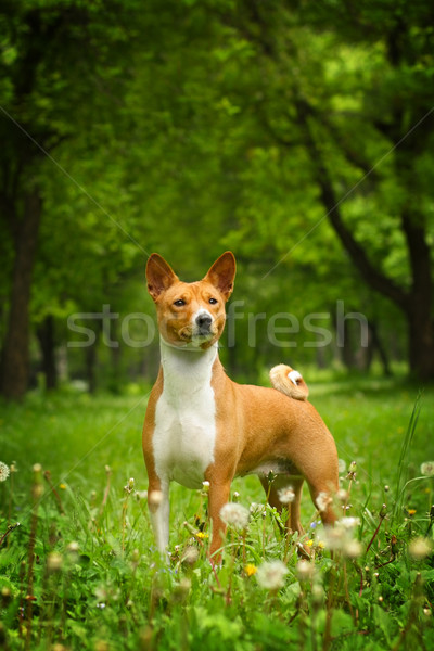 Stockfoto: Mooie · hond · lopen · buitenshuis · zomer