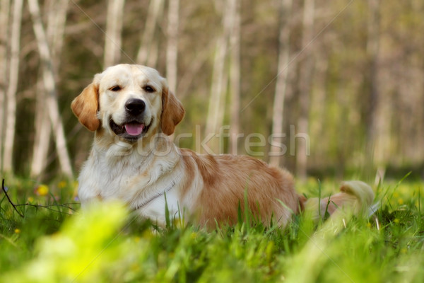 Feliz perro golden retriever retrato funny jóvenes Foto stock © goroshnikova