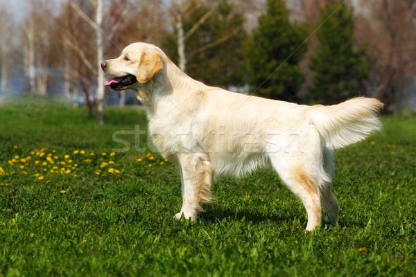 beautiful purebred dog Golden Retriever standing  Stock photo © goroshnikova