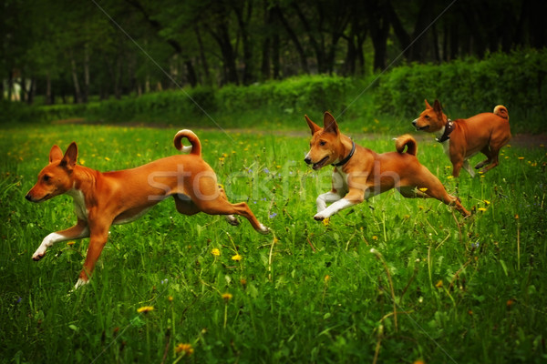 Trei câini fericit funcţionare in jurul Imagine de stoc © goroshnikova