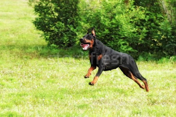 dog Doberman Pinscher running at a gallop Stock photo © goroshnikova