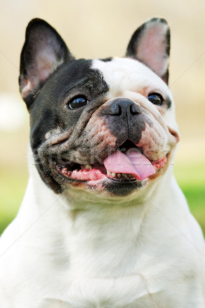 happy dog of breed French bulldog black and white in color Stock photo © goroshnikova