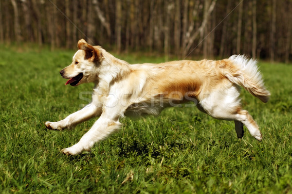 Feliz perro golden retriever hierba verde ejecutando ejecutar Foto stock © goroshnikova