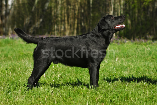 Czarny labrador pełny wzrostu lata Zdjęcia stock © goroshnikova