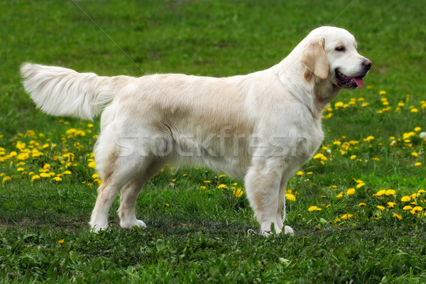 Gyönyörű fajtiszta kutya golden retriever áll előadás pozició Stock fotó © goroshnikova
