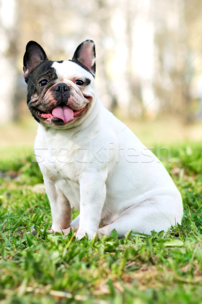 Französisch Bulldogge schwarz weiß Farbe Sommer Stock foto © goroshnikova