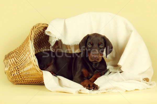 Beautiful purebred brown Doberman puppy is lying on a beige back Stock photo © goroshnikova