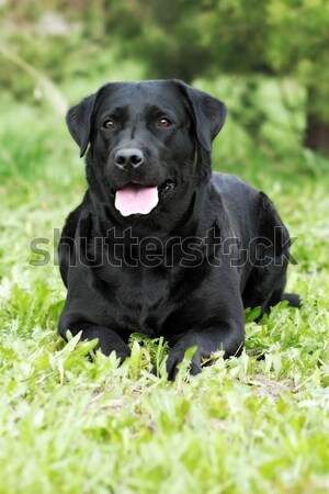 Gyönyörű fajtiszta fekete labrador kutyakölyök zöld Stock fotó © goroshnikova