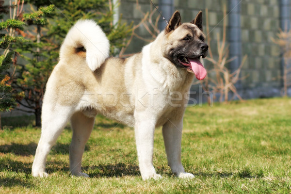 dog breed Akita inu standing in show position on a leash Stock photo © goroshnikova