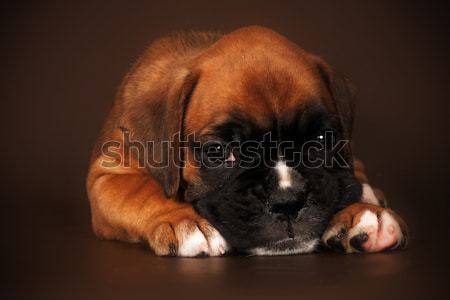 Foto stock: Triste · cachorro · boxeador · cabeza