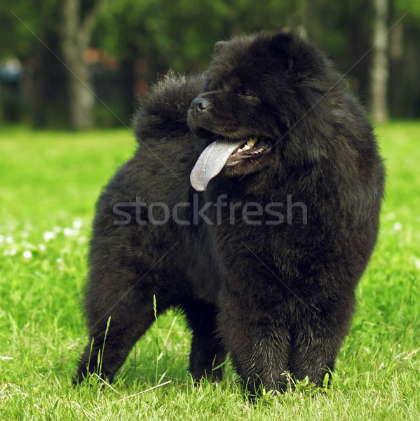 fluffy dog breeds Chow Chow black walks in the summer.  Stock photo © goroshnikova