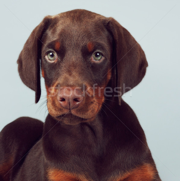 Güzel kahverengi doberman köpek yavrusu oturma mavi Stok fotoğraf © goroshnikova