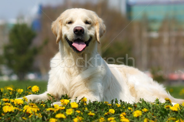 Gelukkig hondenras golden retriever zomer gras paardebloemen Stockfoto © goroshnikova
