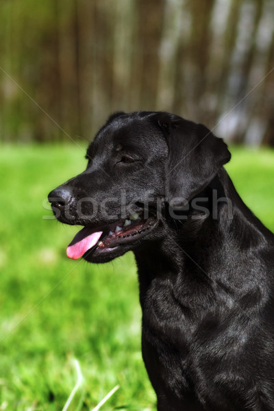 Hond zwarte labrador zon portret Stockfoto © goroshnikova