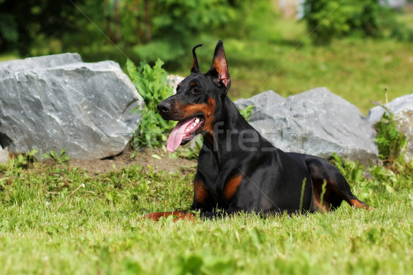 Stockfoto: Doberman · hond · stenen · werk