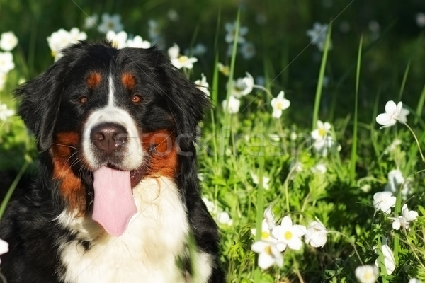 Bella felice cane bovaro del bernese fiore estate Foto d'archivio © goroshnikova