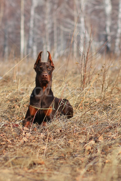 Mooie bruin doberman kampioen voorjaar Stockfoto © goroshnikova