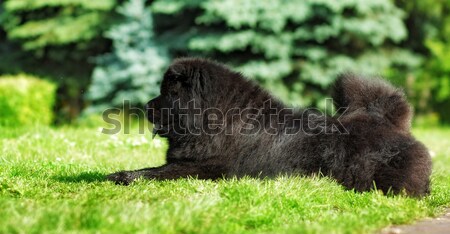 Beautiful fluffy black dog Chow lying in the summer on the natur Stock photo © goroshnikova