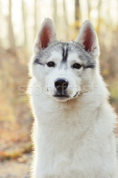 Hermosa husky perro aire libre otono primer plano Foto stock © goroshnikova