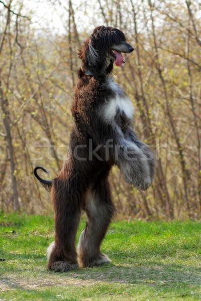 Stock photo: dog breed Afghan Hound
