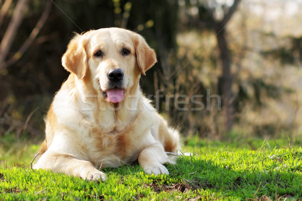 Zdjęcia stock: Szczęśliwy · golden · retriever · psa · lata · trawy · patrząc