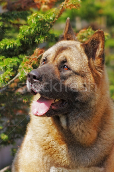 purebred dog breed Akita inu looking up Stock photo © goroshnikova