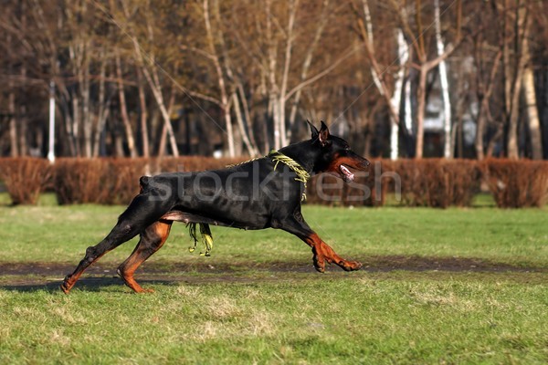 black dog Doberman Pinscher running  Stock photo © goroshnikova
