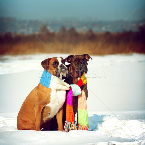 два собаки Боксер сидят зима Сток-фото © goroshnikova