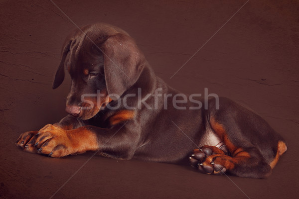 Cute brown Doberman puppy with big paws and ears lying in the St Stock photo © goroshnikova