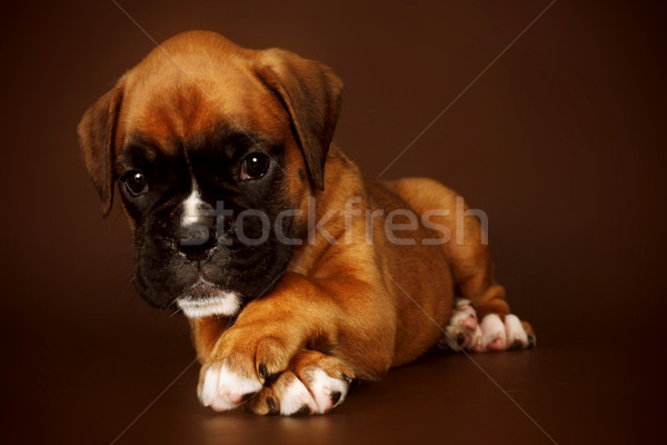 Redhead cute sad puppy boxer lies paws crossed Stock photo © goroshnikova