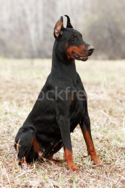 Doberman bahar siyah köpek çalışmak köpekler Stok fotoğraf © goroshnikova