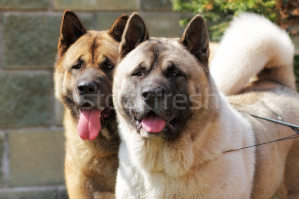 Foto d'archivio: Due · cani · insieme · guardando · uno · lato