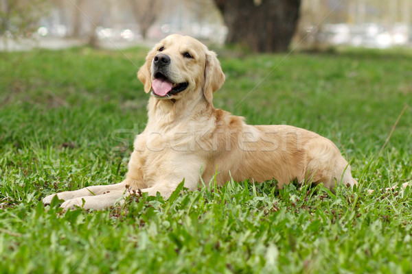 Mutlu köpek golden retriever portre komik genç Stok fotoğraf © goroshnikova