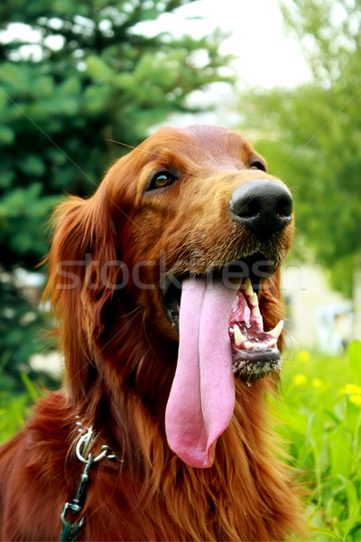 Retrato irlandés rojo perro parque verano Foto stock © goroshnikova