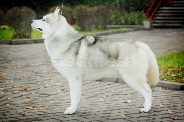 Schönen Husky Hund stehen zeigen Position Stock foto © goroshnikova