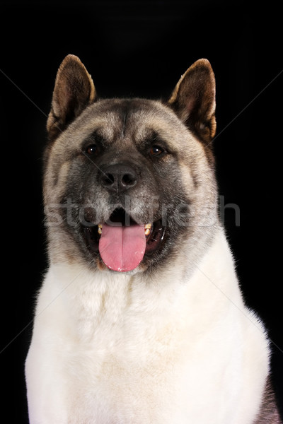 dog breed Akita inu Stock photo © goroshnikova