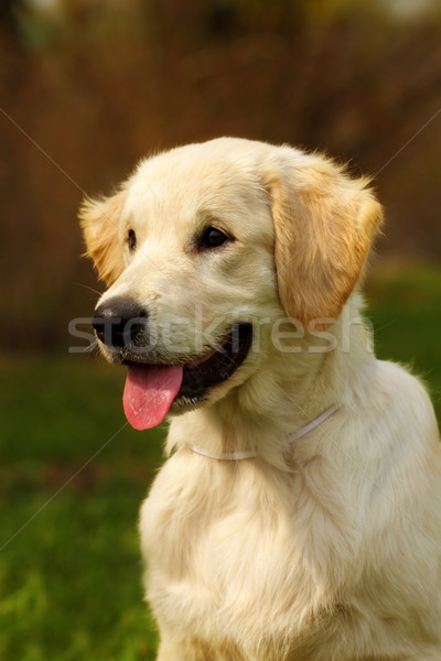 Happy puppy Golden Retriever walks in the summer on the nature,  Stock photo © goroshnikova