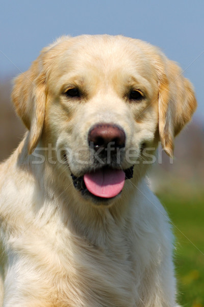 Feliz perro golden retriever verano cielo sonriendo Foto stock © goroshnikova