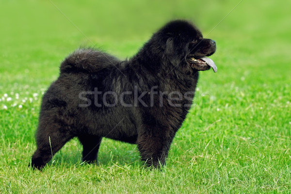 Stock photo: beautiful dog breed Chow Chow rare black color is to show the po