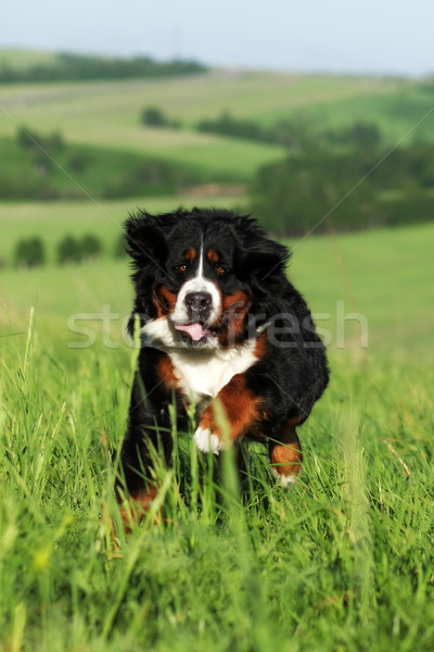 Piękna berneński pies pasterski zabawy lata odkryty dziedzinie Zdjęcia stock © goroshnikova