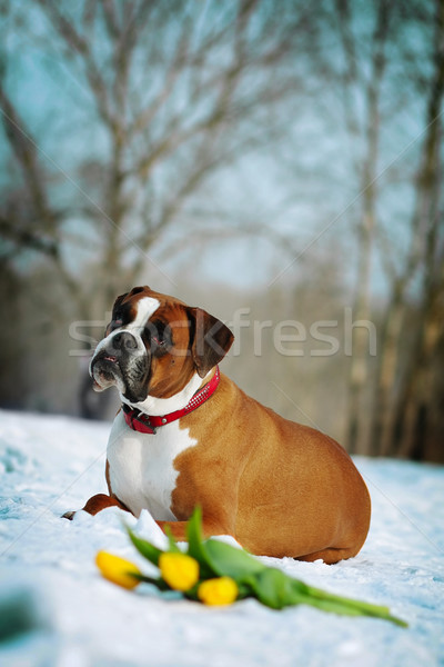 интеллектуальный собака красный Боксер Ложь зима Сток-фото © goroshnikova