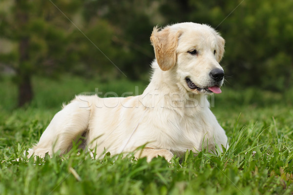 Stock fotó: Golden · retriever · kutyakölyök · gyönyörű · portré · vicces · fiatal