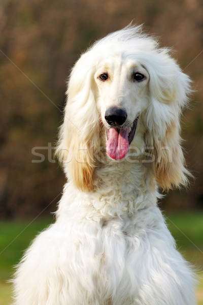 Dog Afghan Hound Stock photo © goroshnikova