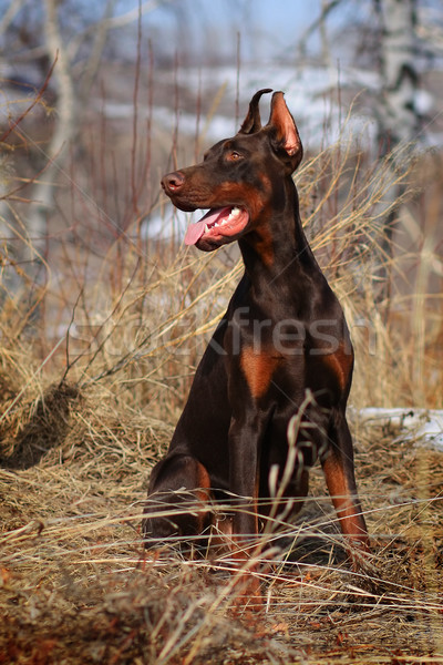 Schönen reinrassig braun dobermann Hund Champion Stock foto © goroshnikova