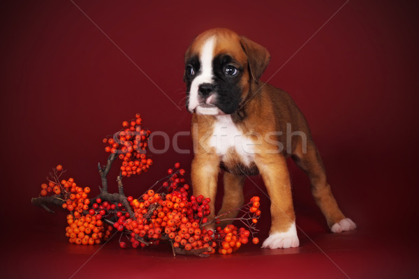 cute puppy boxer stands with a sprig of autumn berries Stock photo © goroshnikova